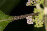 American beautyberry